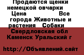 Продаются щенки немецкой овчарки!!! › Цена ­ 6000-8000 - Все города Животные и растения » Собаки   . Свердловская обл.,Каменск-Уральский г.